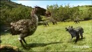 Titanis, a species of giant carnivorous flightless terror bird that preys on gastornis, small mammals, small dinosaurs, and large insects and arachnids, this Titanis is defending its kill from the island's native wolves