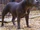 Blue Paul Terrier (SciiFii)