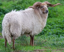 Great Plains sheep (SciiFii).png