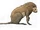 Lionrat