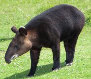 Mountain tapir