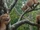 American loris (SciiFii)