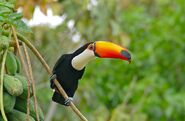 Toco toucan, a species of toucan native to South America. It can outcompete some native flying herbivorous birds.