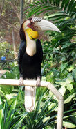 Wreathed hornbill, a species of hornbill native to Asia. It can outcompete some native flying herbivorous birds.