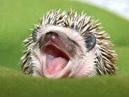 Merhedgehog is a Hedgehog that has no teeth