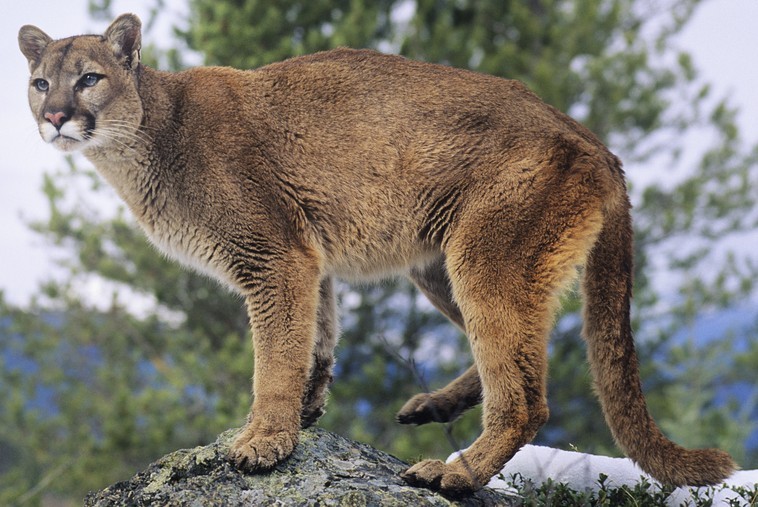 Eastern cougar (SciiFii) | Fanon Wiki | Fandom