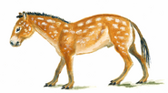 Eohippus