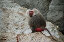 Baboon