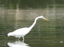 Great egret