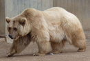 Syrian brown bear, one of the introduced species of Tokepic Island, common in the forests and mountains of the island.