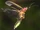 Common western firefly (SciiFii)