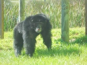 A male chimpanzee in the Florida Everglades.