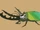 Scar Isle Triceratops beetle