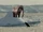 Antarctica woolly mammoth.png