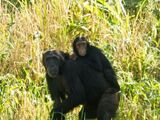 Plain Chimpanzee