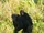 Plain Chimpanzee