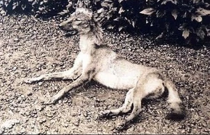 The photograph of the last Great Indian gray wolf in Nepal in 1950
