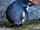 Hunter Island penguin (SciiFii)