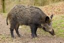 Wild Boar