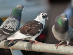 Feral Pigeon, they were brought to this island by humans in 1860's and are very common and can be found in cities of this island along with rainbow doves