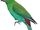 Black-fronted parakeet (SciiFii)