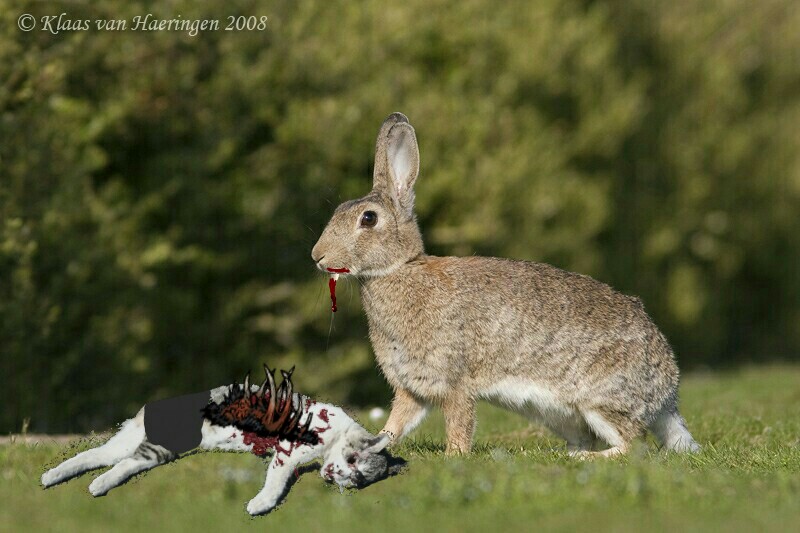 Is Killer rabbit real?