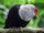 American white-necked blue pigeon (SciiFii)