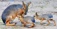 North American mara