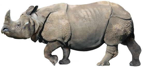 rhinoceros 6 wiki