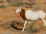 Scottish Oryx