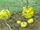 Wild pumpkin (SciiFii)