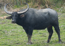 Water buffalo, one of the introduced species of Sylvan Island, common in the forests and grasslands of the island.