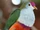 American fruit dove (SciiFii)