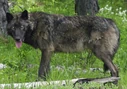Cascade Mountain wolf (Canis lupus fuscus)