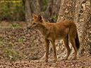 Indian wild dog (Dhole)