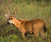 Marsh deer