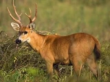 Marsh deer in Florida