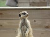 North American Meerkat