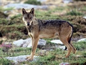 Southern Rocky Mountain wolf (SciiFii)