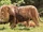 Barbary lion (SciiFii)