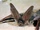 Lion-Tailed Bat