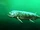 Xiphactinus (SciiFii)