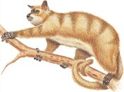 American vervet lemur