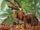 North American birdeater (SciiFii)