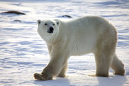 Polar Bears apperaed on the island and are some of the biggest bears ever to walk the earth.