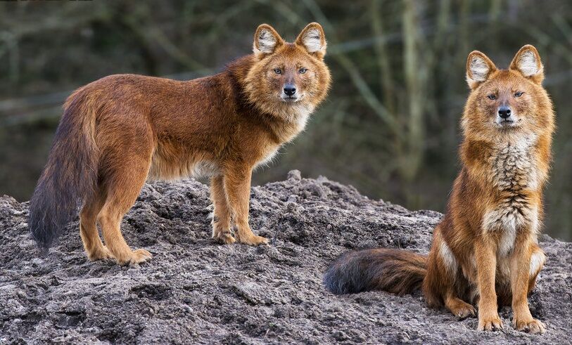 Dhole - Wikipedia