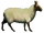 Cave sheep (SciiFii)