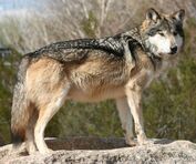 Mexican wolf