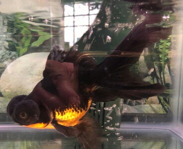 Orange-Bellied Blackfish | Fanon Wiki | Fandom