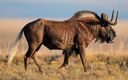 Black wildebeest, one of the introduced species of Sylvan Island, common in the grasslands of the island.